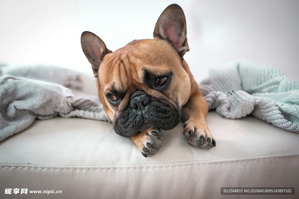 慵懒法斗犬惬意躺沙发