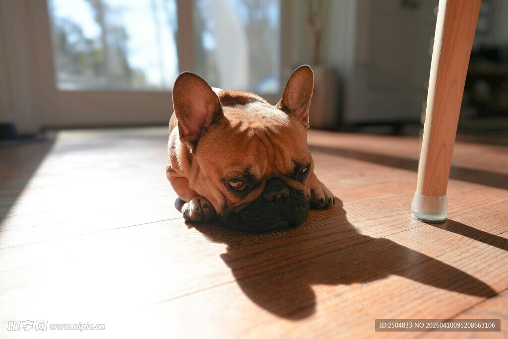 阳光下趴着的可爱法斗犬