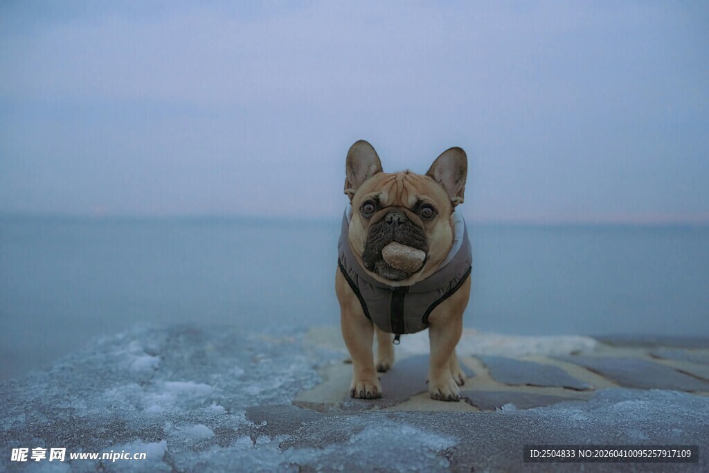 冰面站立的法国斗牛犬