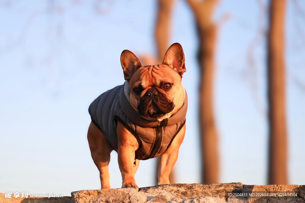 阳光下的法斗犬