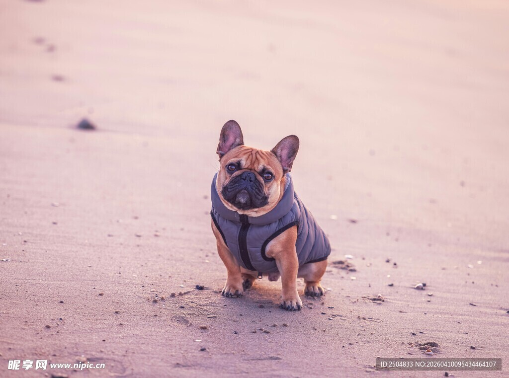可爱法斗沙滩上穿小衣服