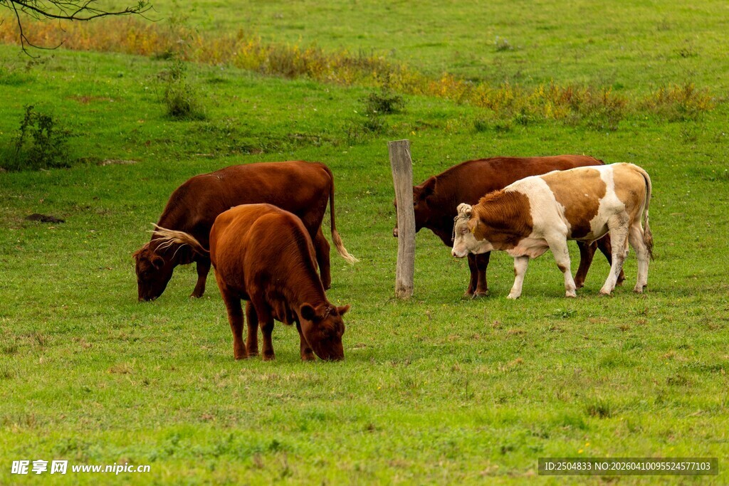 草原上悠闲吃草的几头牛