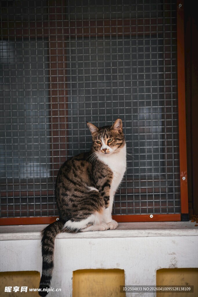 窗边猫咪的悠闲时刻