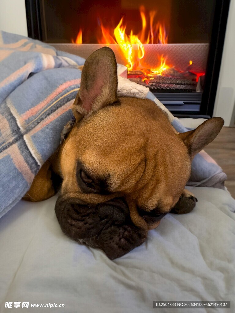 法斗依偎壁炉旁惬意安睡
