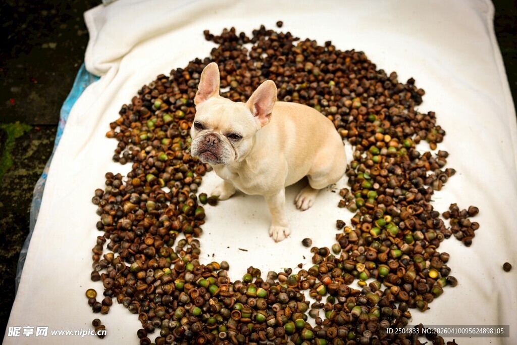 小狗置身于猫粮堆中