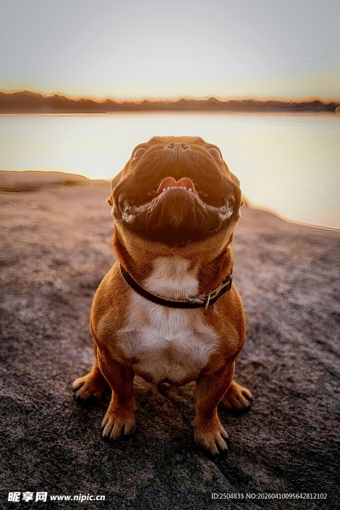 夕阳下的可爱法斗犬