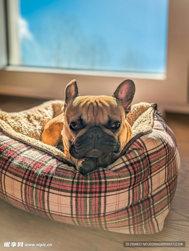 格子狗窝中的可爱法斗犬