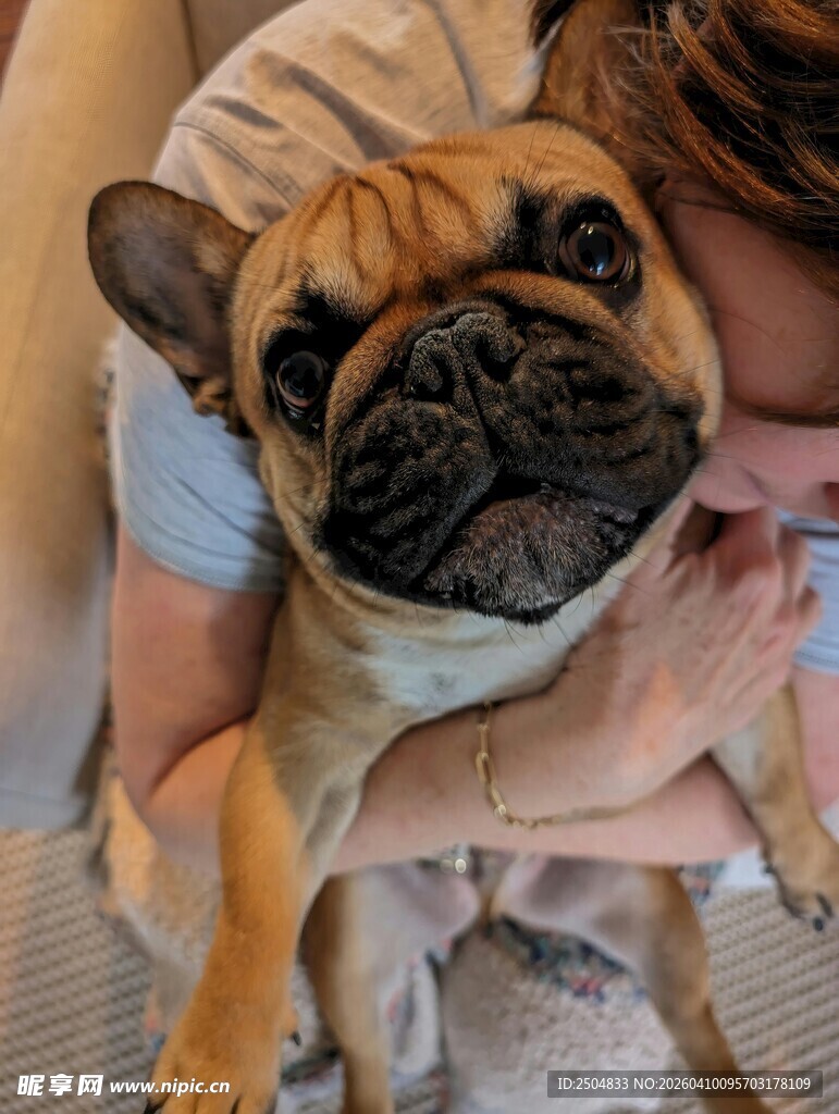被人抱着的可爱法国斗牛犬