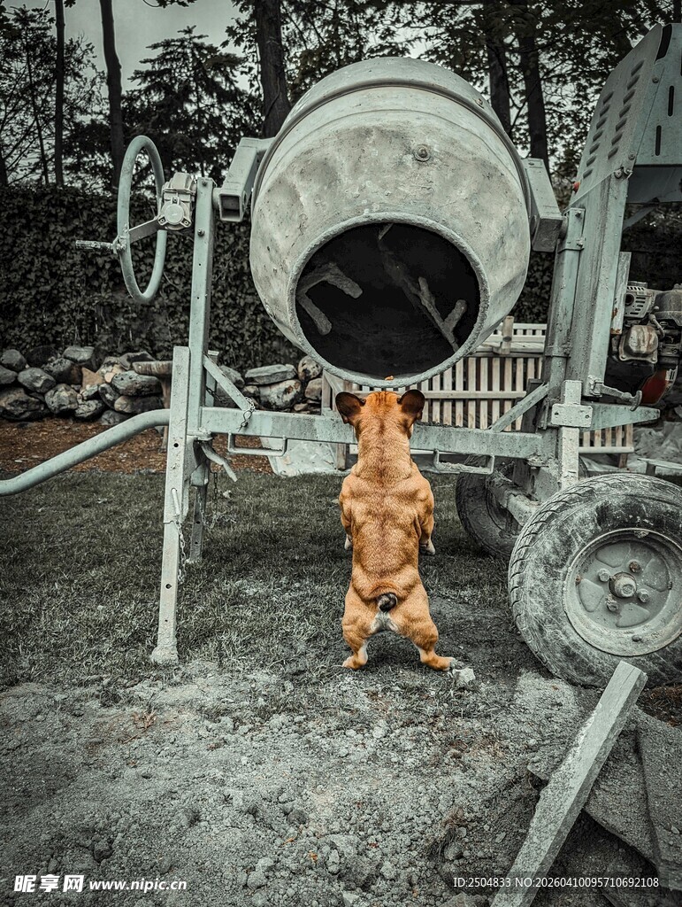 小狗在搅拌机下玩耍