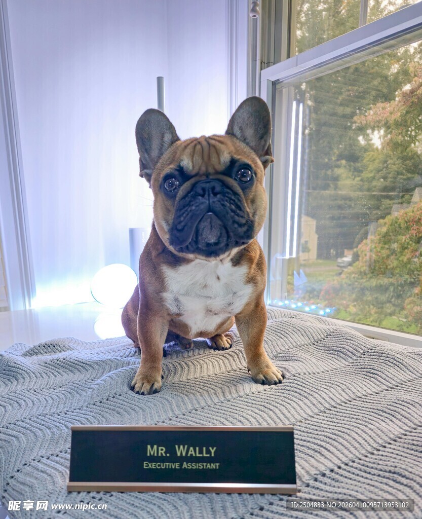 可爱法斗摆件 尽显萌态