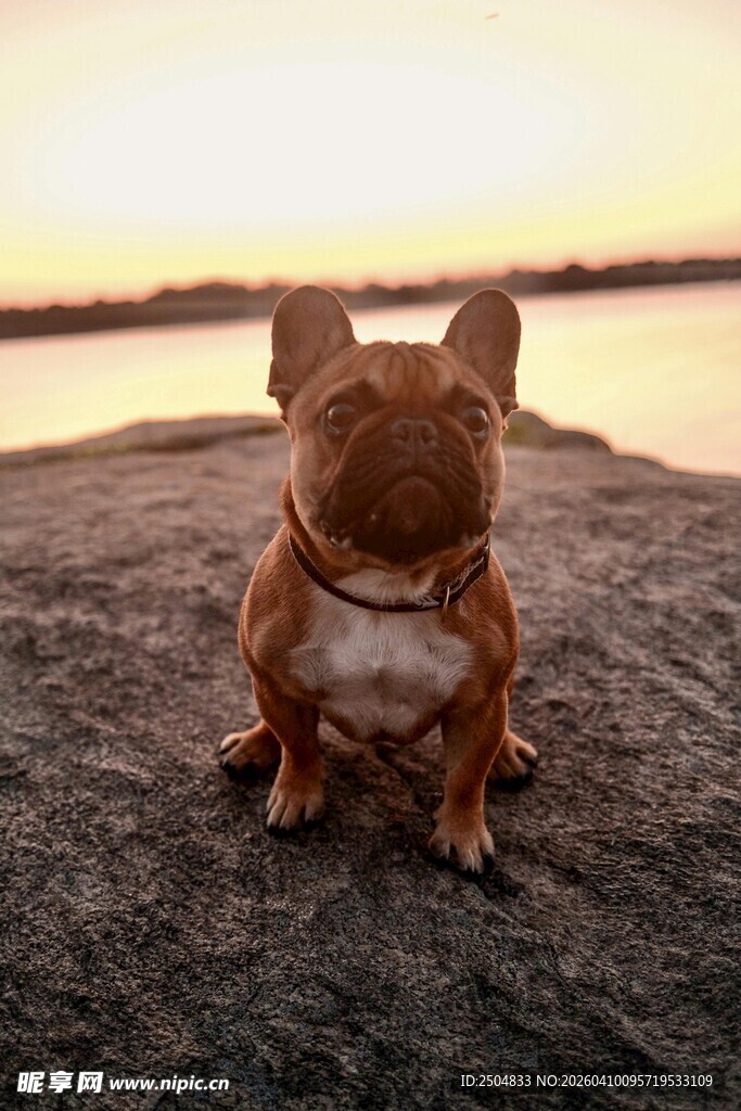 夕阳下的可爱法斗犬