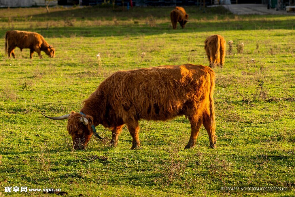 草原上的长毛牛在吃草