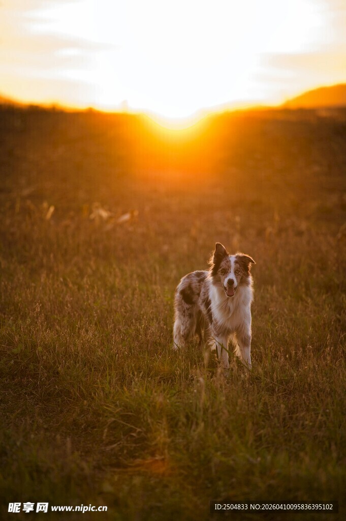 夕阳下田野中的可爱狗狗