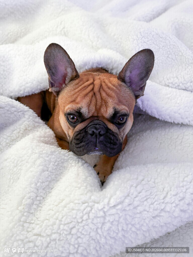 毛毯中惬意的小法斗