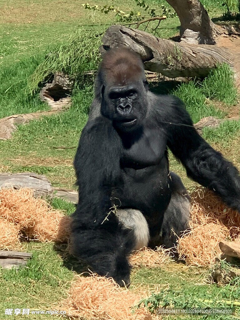 坐着的大猩猩