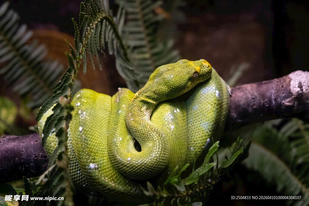 盘绕树枝的翠绿蟒蛇