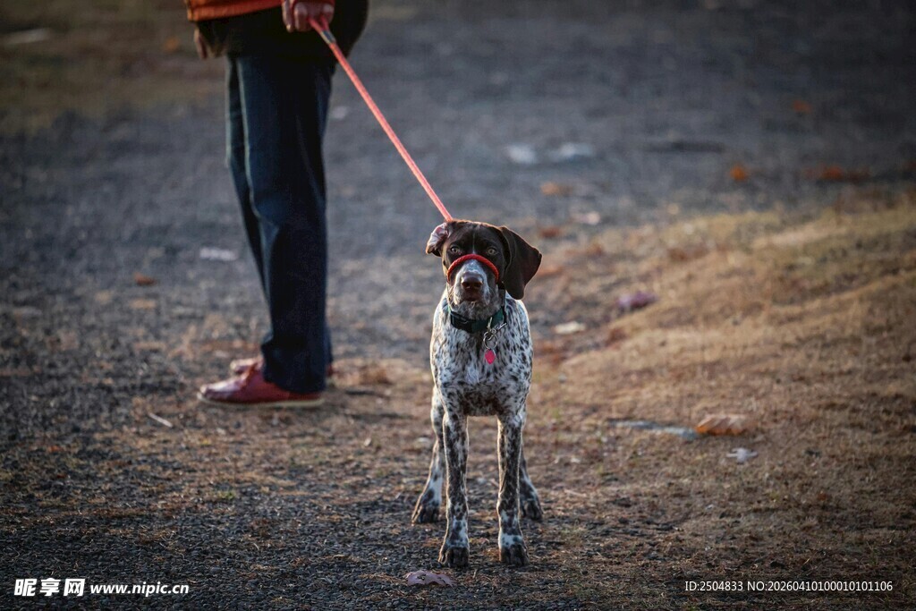 人牵猎犬漫步户外