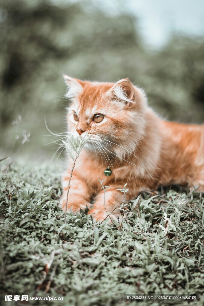 橘猫趴卧在翠绿草地上