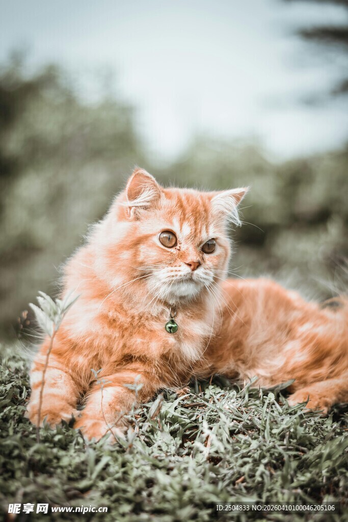 橘色长毛猫慵懒趴于草地