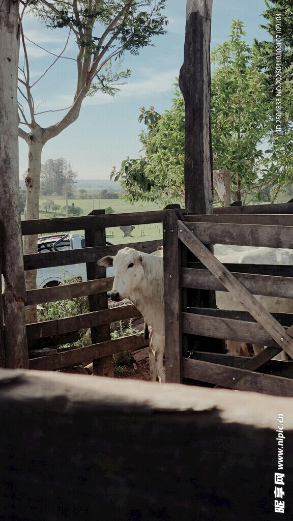 户外木制围栏与树木景观