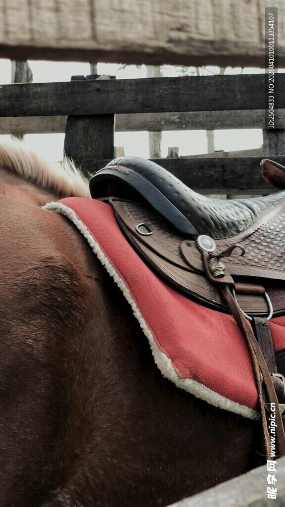 精致马鞍装点棕色骏马