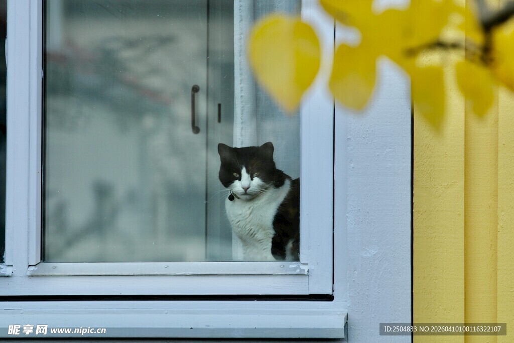 窗边黑白猫好奇张望