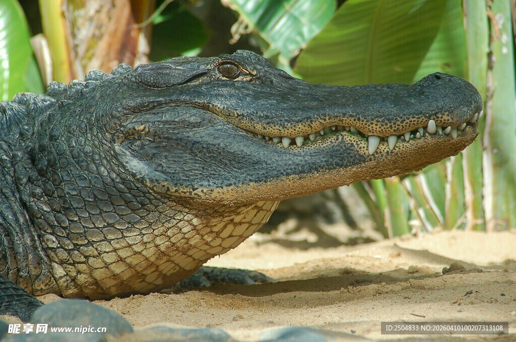 河边的鳄鱼特写
