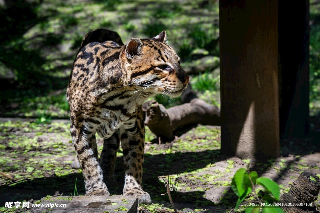 豹猫于林间行走