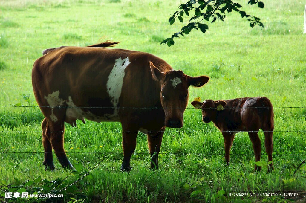 草地上的母牛与小牛