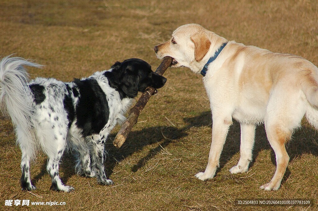 两只狗狗亲昵互动