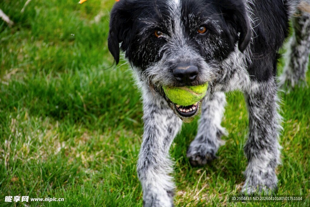 小狗草地叼球欢乐瞬间
