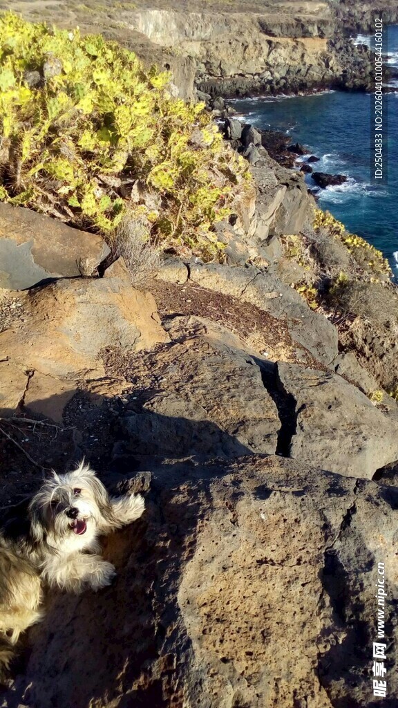 岩石旁的萌犬与多彩植被