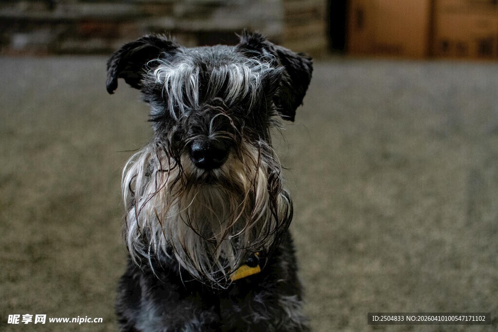 可爱雪纳瑞犬安静端坐