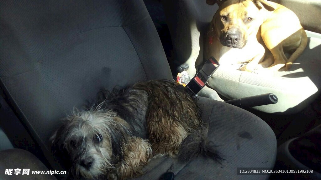 车内两只惬意休息的狗狗