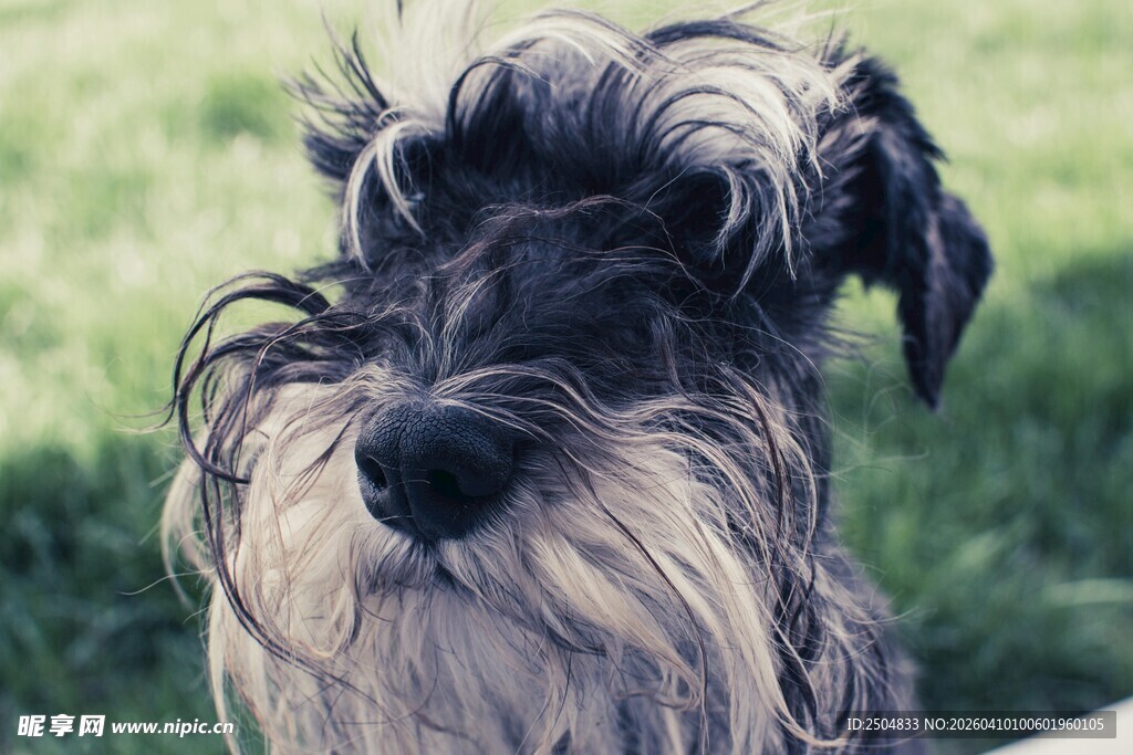 可爱雪纳瑞犬特写