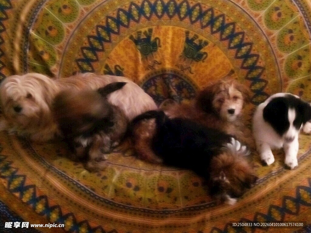 可爱小狗惬意躺卧