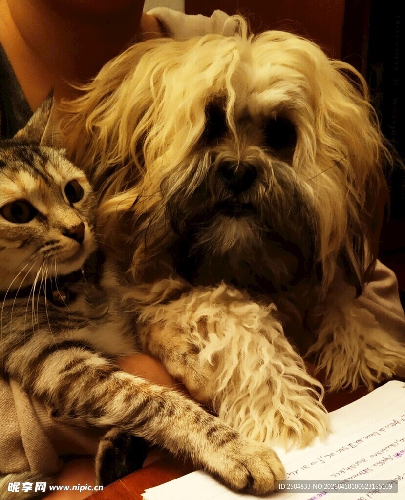 猫咪与长毛狗温馨相伴
