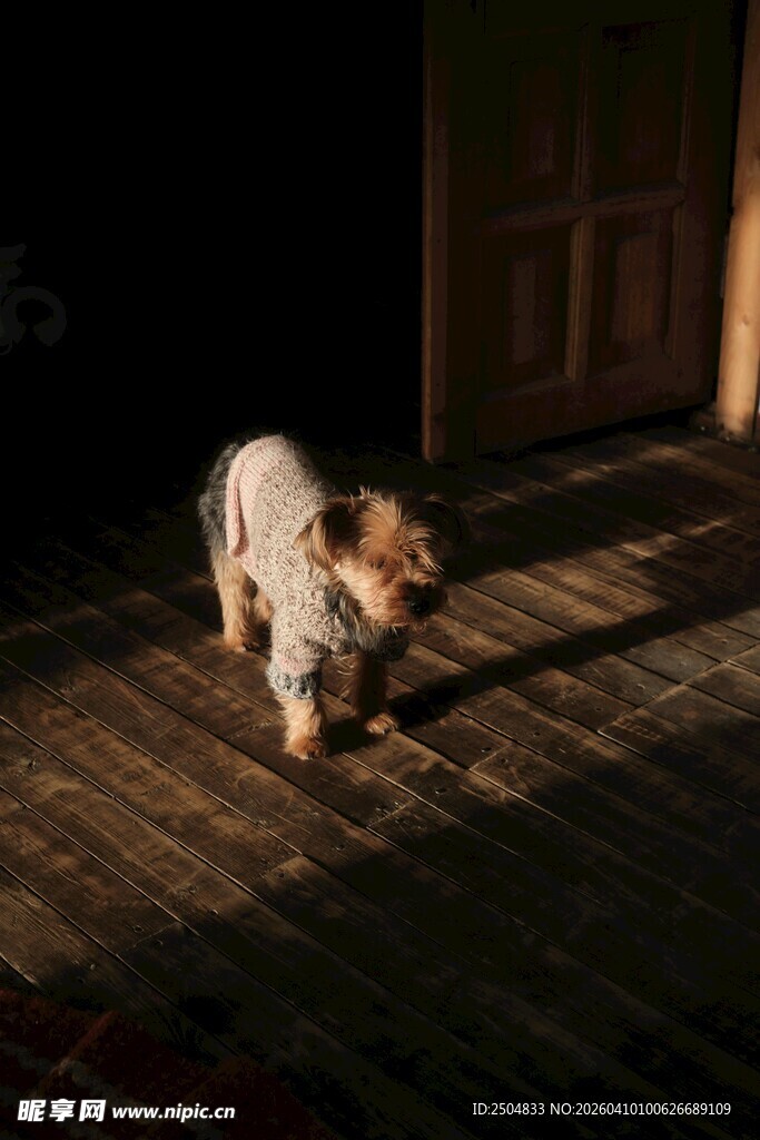 阳光下漫步的可爱小狗