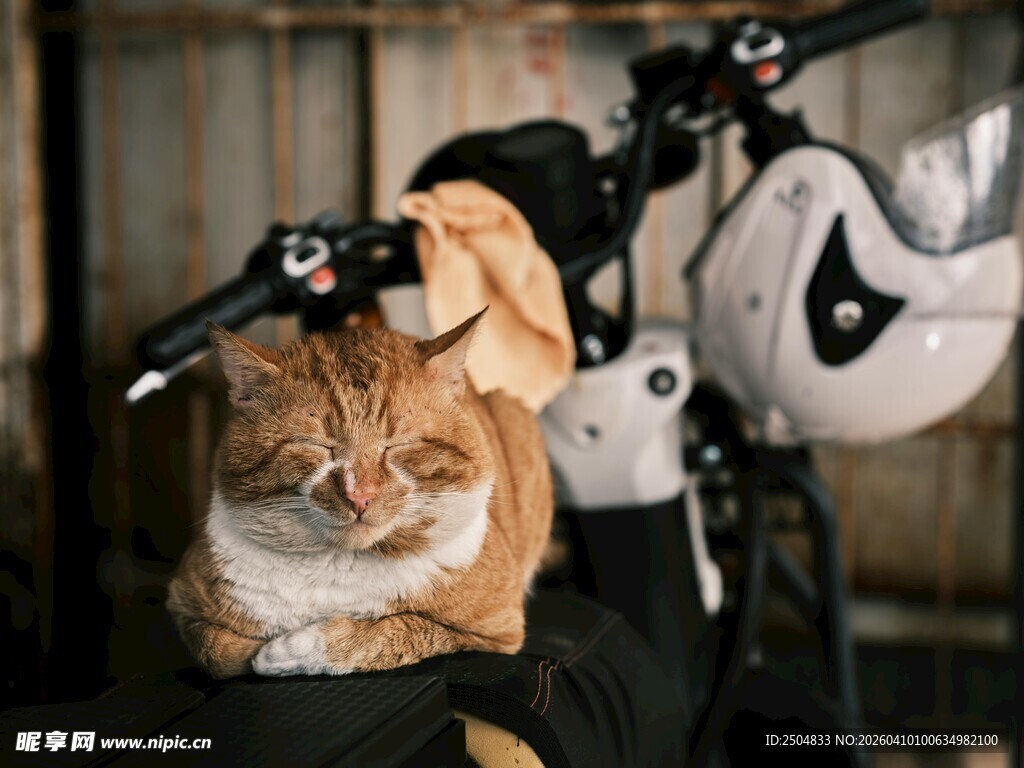 猫咪惬意趴摩托车把手上