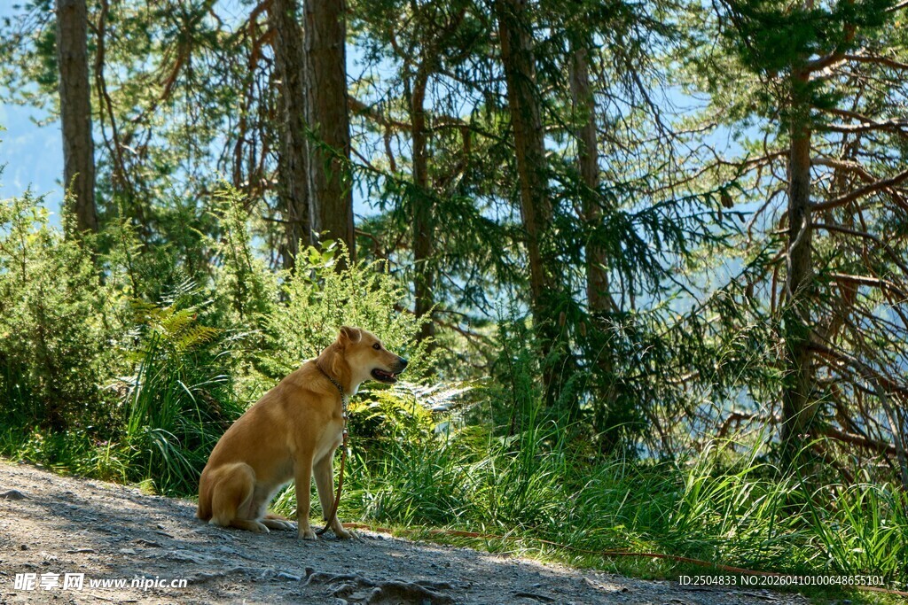 林间独坐的棕色狗狗