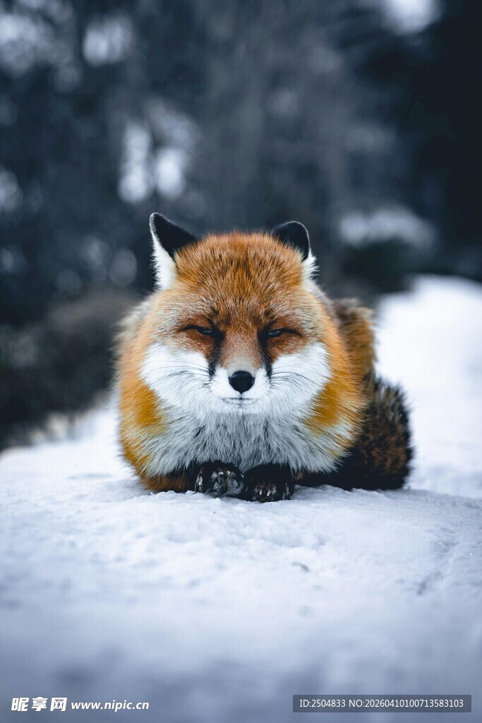 雪地中休憩的可爱红狐狸