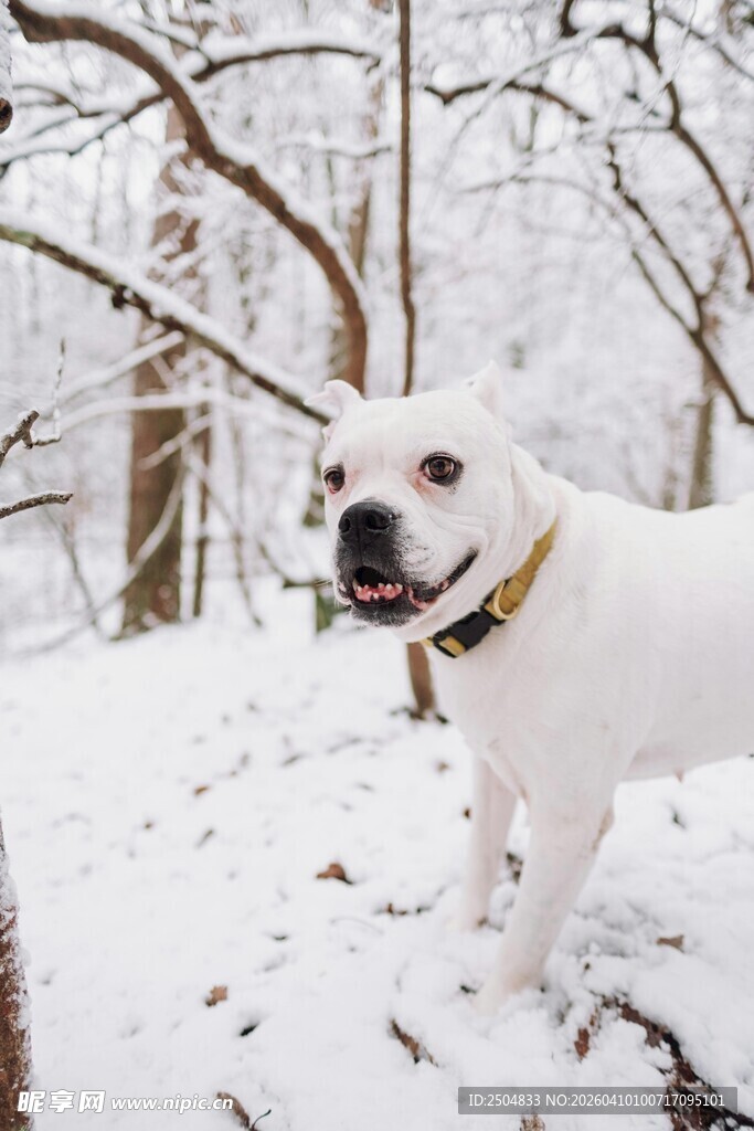 雪地中的可爱白狗