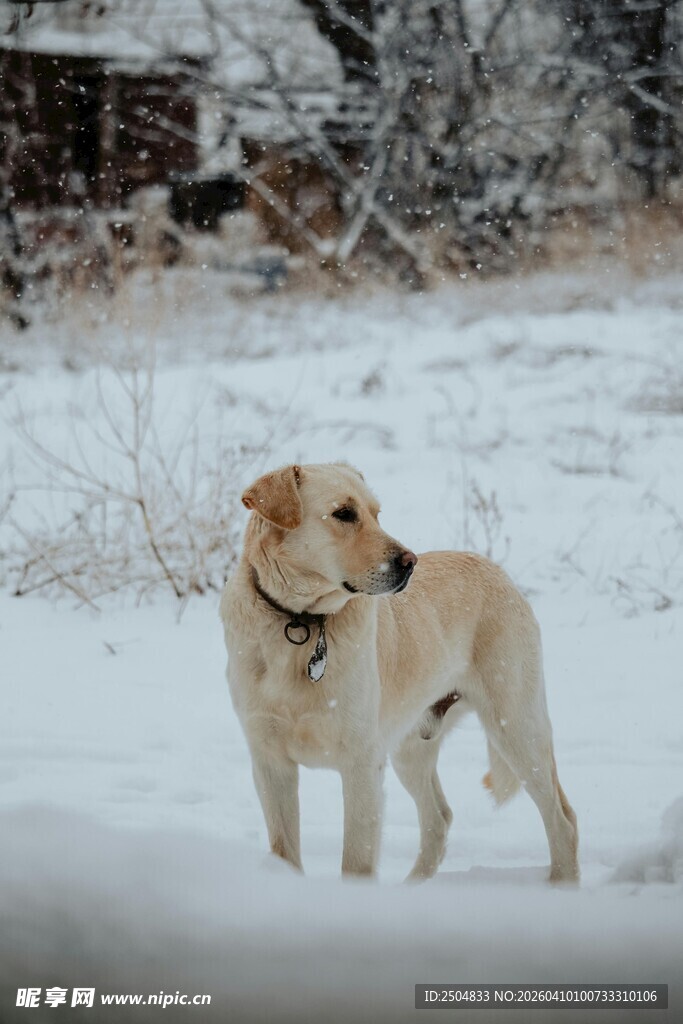 雪地中的黄色 布拉多犬