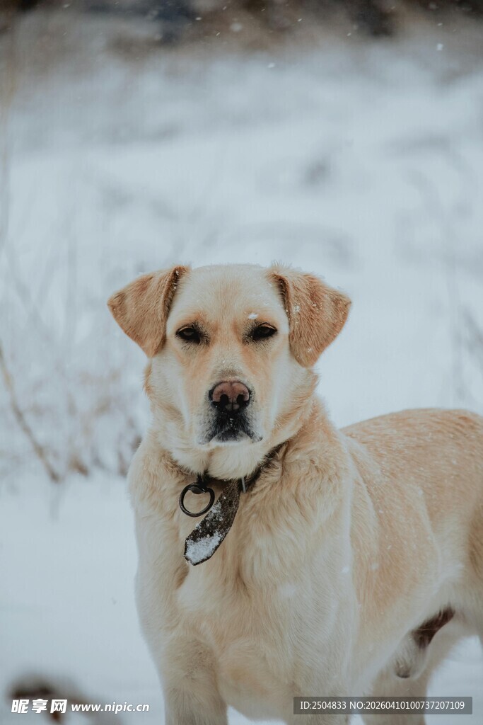 雪地中的 布拉多犬