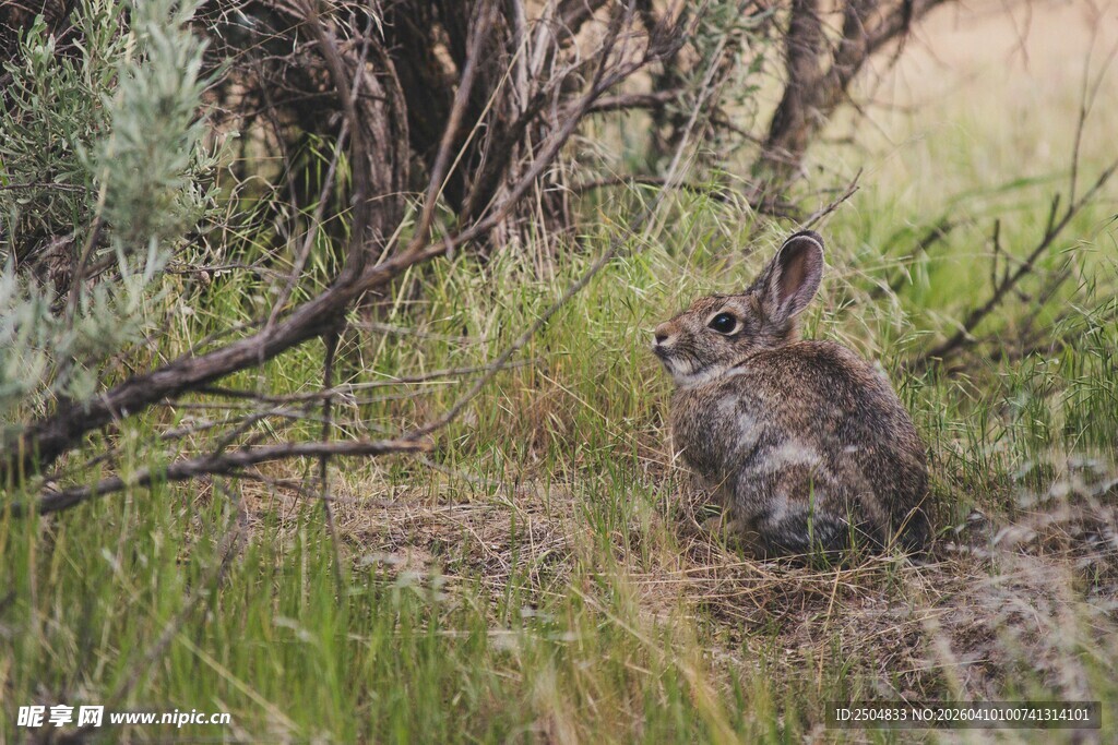 草丛中的野兔