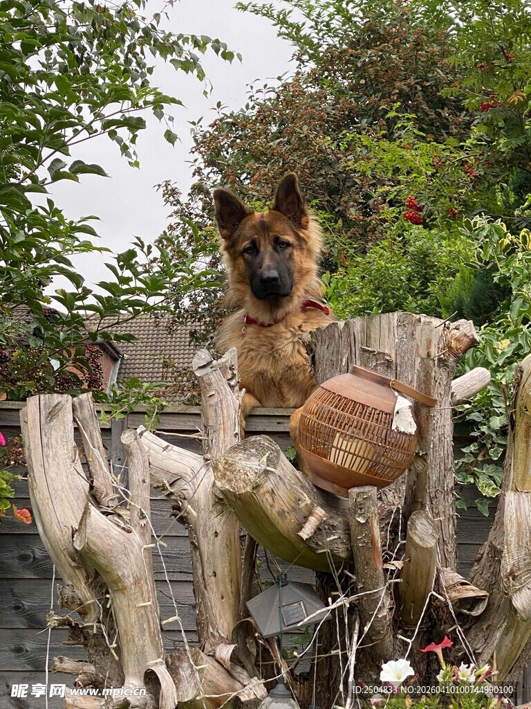 德国牧羊犬坐于木雕旁