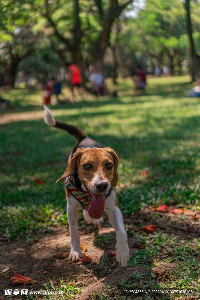 欢快比格犬在公园奔跑