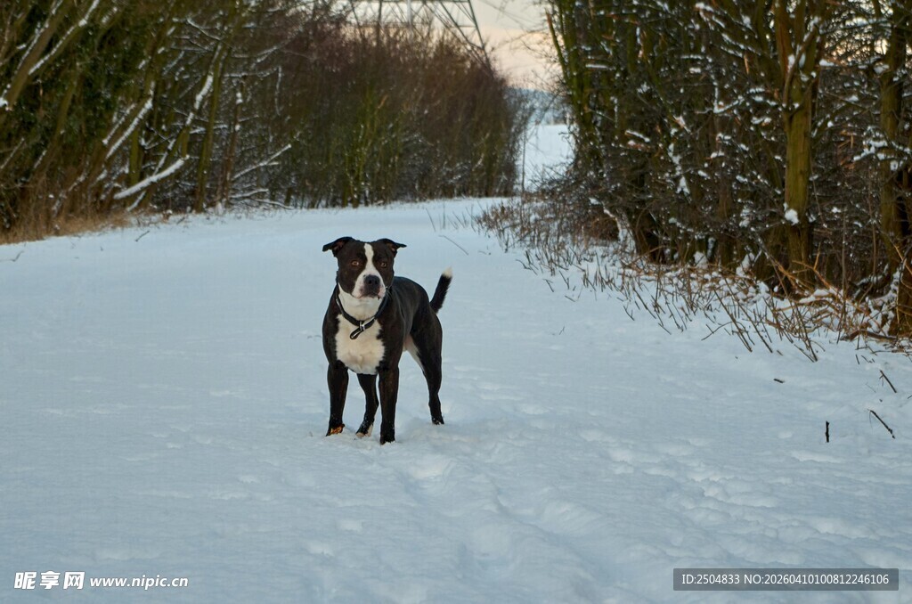 雪地中站立的两只可爱狗狗
