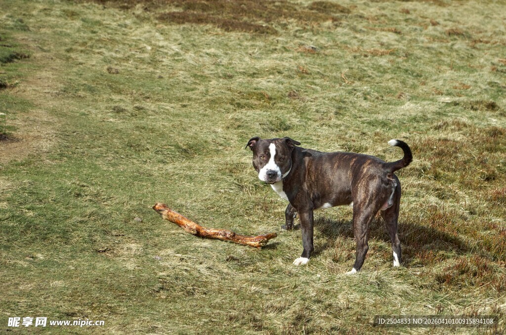 草地上的狗与玩具