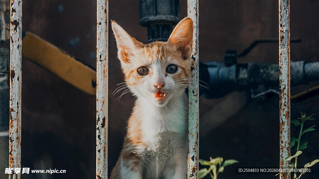 好奇小猫从缝隙中张望